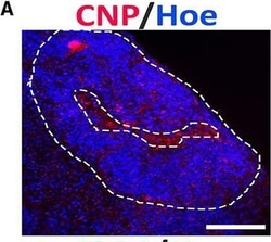 Invitrogen Donkey anti-Mouse IgG (H+L) Highly Cross-Adsorbed Secondary
