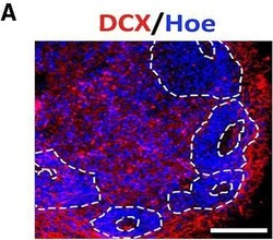 Invitrogen Donkey anti-Goat IgG (H+L) Cross-Adsorbed Secondary Antibody,