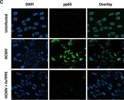 Invitrogen F(ab')2-Goat anti-Mouse IgG (H+L) Cross-Adsorbed Secondary Antibody,