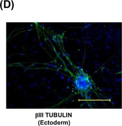 Invitrogen Donkey anti-Rabbit IgG (H+L) Highly Cross-Adsorbed Secondary