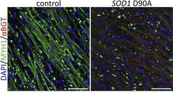 Invitrogen Donkey anti-Mouse IgG (H+L) Highly Cross-Adsorbed Secondary