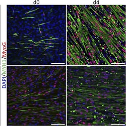 Invitrogen Donkey anti-Mouse IgG (H+L) Highly Cross-Adsorbed Secondary