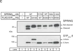 Invitrogen Goat anti-Mouse IgG (H+L) Superclonal Secondary Antibody, HRP:Antistoffer:Secondary