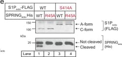 Invitrogen Goat anti-Mouse IgG (H+L) Superclonal Secondary Antibody, HRP:Antistoffer:Secondary