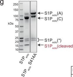 Invitrogen Goat anti-Mouse IgG (H+L) Superclonal Secondary Antibody, HRP:Antistoffer:Secondary