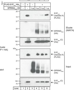 Invitrogen Goat anti-Mouse IgG (H+L) Superclonal Secondary Antibody, HRP:Antistoffer:Secondary