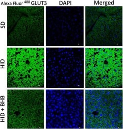 Invitrogen Goat anti-Rabbit IgG (H+L) Cross-Adsorbed Secondary Antibody,