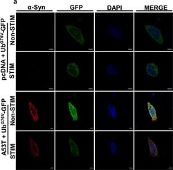 Invitrogen Goat anti-Rabbit IgG (H+L) Cross-Adsorbed Secondary Antibody,