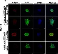 Invitrogen Goat anti-Rabbit IgG (H+L) Cross-Adsorbed Secondary Antibody,