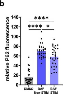 Invitrogen Goat anti-Rabbit IgG (H+L) Cross-Adsorbed Secondary Antibody,