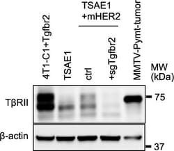 Invitrogen Mouse anti-Goat IgG (H+L) Cross-Adsorbed Secondary Antibody,