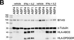 Invitrogen Goat anti-Mouse IgG (H+L) Secondary Antibody, HRP 1 mL; HRP:Antikörper