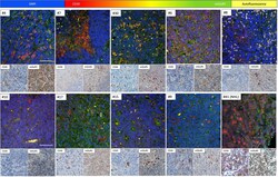 Invitrogen Goat anti-Mouse IgG1 Cross-Adsorbed Secondary Antibody, Alexa