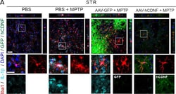 Invitrogen Donkey anti-Goat IgG (H+L) Cross-Adsorbed Secondary Antibody,