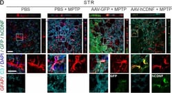 Invitrogen Donkey anti-Goat IgG (H+L) Cross-Adsorbed Secondary Antibody,