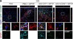 Invitrogen Donkey anti-Goat IgG (H+L) Cross-Adsorbed Secondary Antibody,