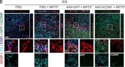 Invitrogen Donkey anti-Goat IgG (H+L) Cross-Adsorbed Secondary Antibody,