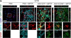 Invitrogen Donkey anti-Goat IgG (H+L) Cross-Adsorbed Secondary Antibody,