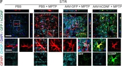 Invitrogen Donkey anti-Goat IgG (H+L) Cross-Adsorbed Secondary Antibody,