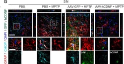 Invitrogen Donkey anti-Goat IgG (H+L) Cross-Adsorbed Secondary Antibody,