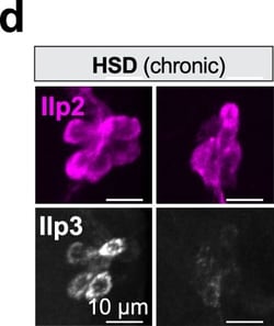 Invitrogen Goat anti-Rabbit IgG (H+L) Highly Cross-Adsorbed Secondary Antibody,