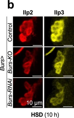 Invitrogen Goat anti-Mouse IgG (H+L) Highly Cross-Adsorbed Secondary Antibody,