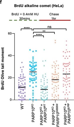 Invitrogen Goat anti-Mouse IgG (H+L) Highly Cross-Adsorbed Secondary Antibody,