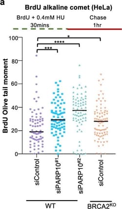 Invitrogen Goat anti-Mouse IgG (H+L) Highly Cross-Adsorbed Secondary Antibody,