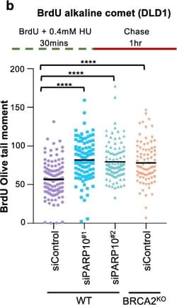 Invitrogen Goat anti-Mouse IgG (H+L) Highly Cross-Adsorbed Secondary Antibody,