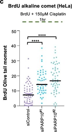 Invitrogen Goat anti-Mouse IgG (H+L) Highly Cross-Adsorbed Secondary Antibody,