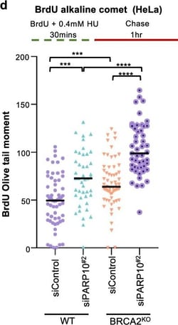Invitrogen Goat anti-Mouse IgG (H+L) Highly Cross-Adsorbed Secondary Antibody,