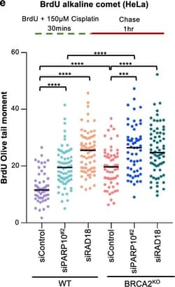 Invitrogen Goat anti-Mouse IgG (H+L) Highly Cross-Adsorbed Secondary Antibody,