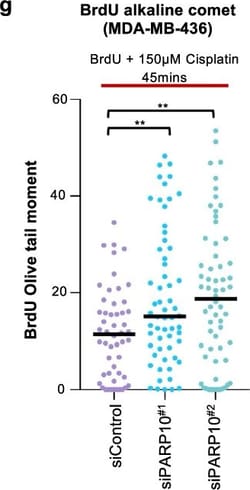 Invitrogen Goat anti-Mouse IgG (H+L) Highly Cross-Adsorbed Secondary Antibody,