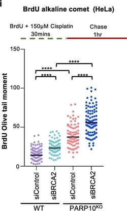 Invitrogen Goat anti-Mouse IgG (H+L) Highly Cross-Adsorbed Secondary Antibody,