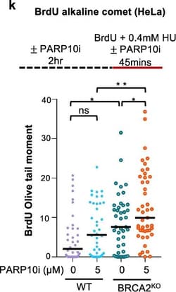 Invitrogen Goat anti-Mouse IgG (H+L) Highly Cross-Adsorbed Secondary Antibody,