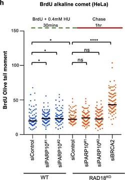 Invitrogen Goat anti-Mouse IgG (H+L) Highly Cross-Adsorbed Secondary Antibody,