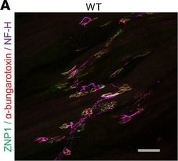Invitrogen Goat anti-Chicken IgY (H+L) Secondary Antibody, Alexa Fluor