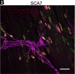 Invitrogen Goat anti-Chicken IgY (H+L) Secondary Antibody, Alexa Fluor