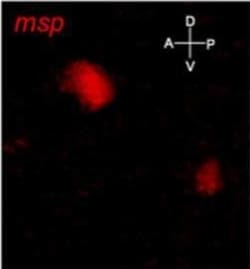 Invitrogen Goat anti-Mouse IgG (H+L) Highly Cross-Adsorbed Secondary Antibody,