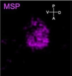 Invitrogen Goat anti-Mouse IgG (H+L) Highly Cross-Adsorbed Secondary Antibody,