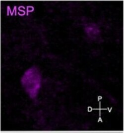 Invitrogen Goat anti-Mouse IgG (H+L) Highly Cross-Adsorbed Secondary Antibody,