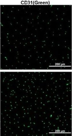 Invitrogen Goat anti-Rat IgG (H+L) Cross-Adsorbed Secondary Antibody, Alexa