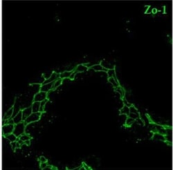Invitrogen F(ab')2-Goat anti-Rabbit IgG (H+L) Cross-Adsorbed Secondary