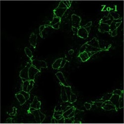 Invitrogen F(ab')2-Goat anti-Rabbit IgG (H+L) Cross-Adsorbed Secondary