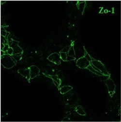 Invitrogen F(ab')2-Goat anti-Rabbit IgG (H+L) Cross-Adsorbed Secondary