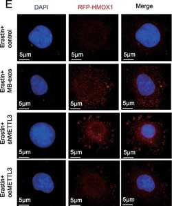Invitrogen Goat anti-Mouse IgG (H+L) Highly Cross-Adsorbed Secondary Antibody,
