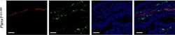Invitrogen Goat anti-Human IgG (H+L) Cross-Adsorbed Secondary Antibody,