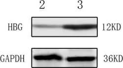Invitrogen Goat anti-Mouse IgG (H+L) Secondary Antibody, DyLight 800 4X