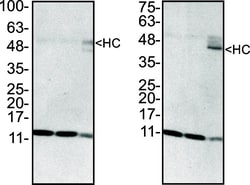 Invitrogen Goat anti-Rabbit IgG (H+L) Secondary Antibody, HRP 1 mL; HRP:Antibodies,