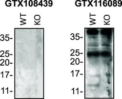 Invitrogen Goat anti-Rabbit IgG (H+L) Secondary Antibody, HRP 1 mL; HRP:Antibodies,